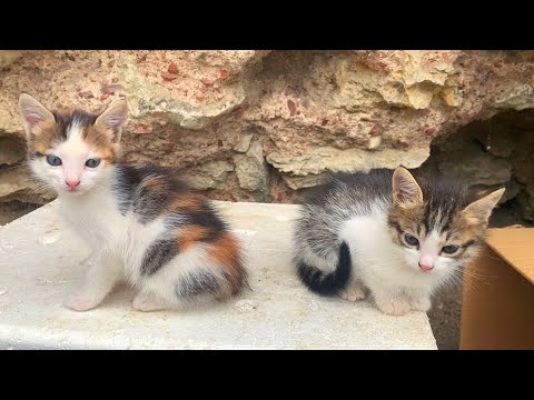 Hungry baby kittens are waiting for me every morning for food