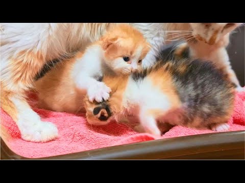 Tiny Kittens fighting so hard and mom Cat is worried, so cute