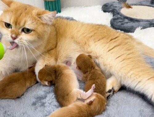 Taking care of mother cat and four kittens | Day 2