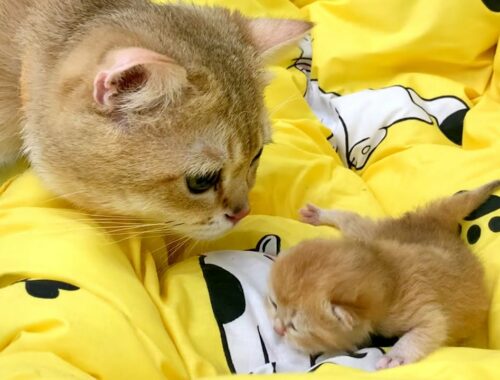 Mom cat left newborn kitten alone to meet dad cat