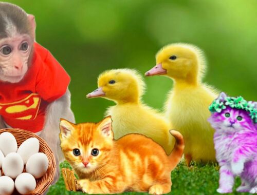 Baby monkey is so cute with kittens and ducklings