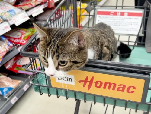 Cat Coco is surprised because he went shopping for the first time