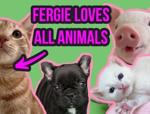 Kittens, Piglets, Puppies...Oh My! My Cat LOVES His Animal Friends!