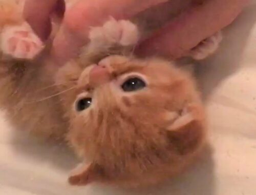 A tiny kitten was found in a yard who turned into a silly boy