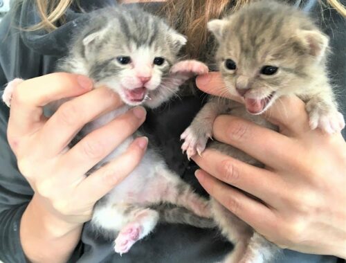 A kind lady decided to save 2 newborn kittens because mom cat wasn’t caring for her babies