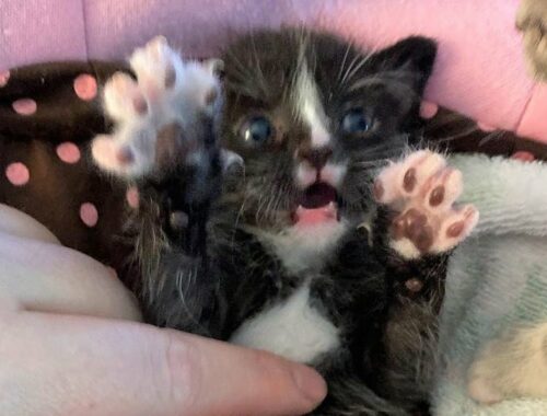 2 little kittens were found outside in cold and hungry who love to yell at foster mom