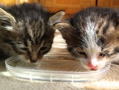 Pair of tiny kittens drink water for first time