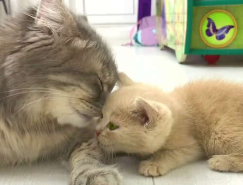 Mom cat cares with love for her adopted kittens