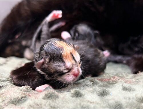 Rescue mama BT gives birth to 5 kittens LIVE!
