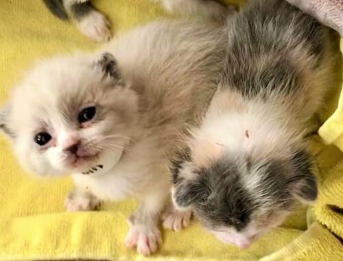 3 tiny kittens were found outside in rough condition who turned adorable and super cute