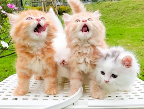 Kittens Fun Outdoor Picnic - So Cute Baby Cats