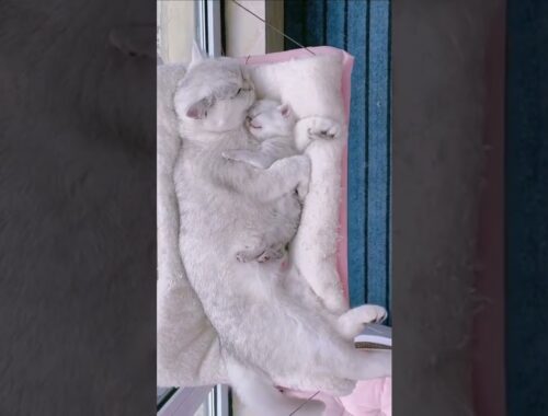 Kitten Sleeping in Mom’s Arms | Cute kitten | Kittens videos | mom&kitten | #Shorts #kittens