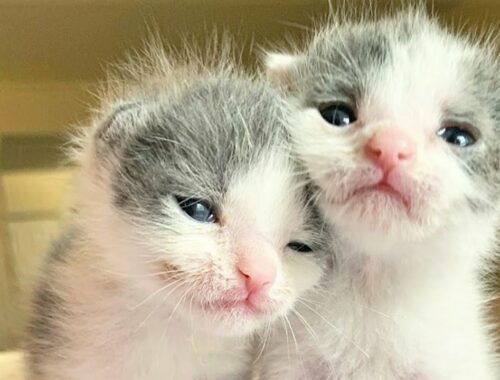 Two Orphaned Kittens Are Precious And Super Cute Together