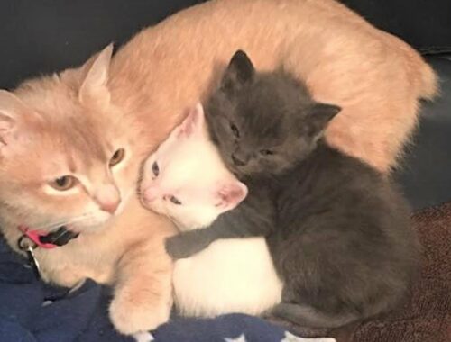 Tiny kittens abandoned in a basement in need of love, surrogate cat mom saved their lives