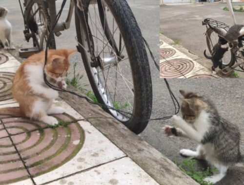 The Kittens Playing Around mLMy Bike Are Fun With A Cute Scene.