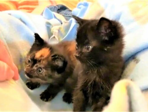 2 kittens are two special little kittens both have swimmer’s syndrome