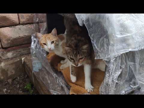 The 2 Cats Warm The Kittens In The Rain.