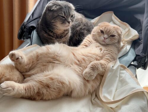 Mom cats can be pampered by moms. A grown-up kitten can be pampered by her mom