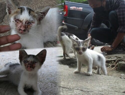 Cat family needs care, kittens are infected