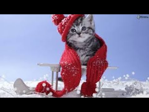 Funny Cute Cats #catvideos #catlovers #kittens #catlife #catlover #meow #cat #cats #cute #animals