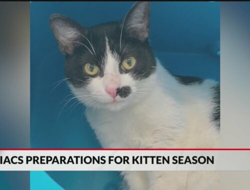 IACS hosting kitten shower in preparation for kitten season