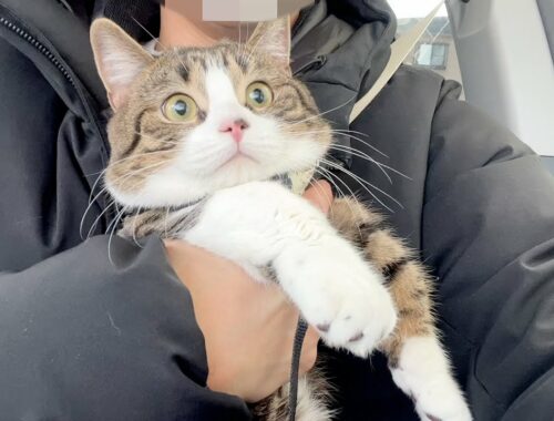 Cat Coco is surprised because he went to the gas station for the first time