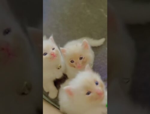 little kittens meowing #cat #viral #shortsvideo #shorts (3)