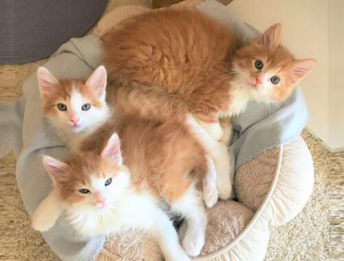 Rescue 3 Fluffy Tiny Kittens Who're So Adorable and Super Cute