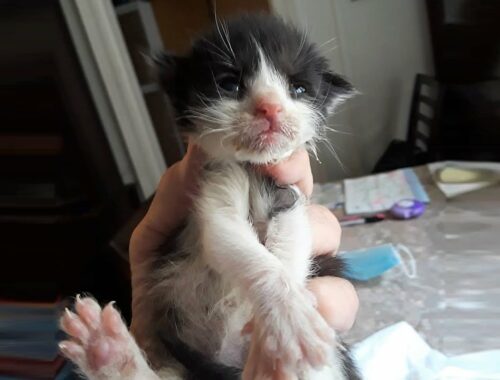 Kittens were rescued because their feral moms that were not nursing well