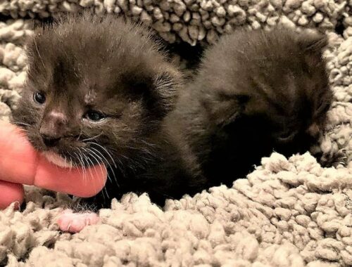Kittens were found crying outside without momma cat