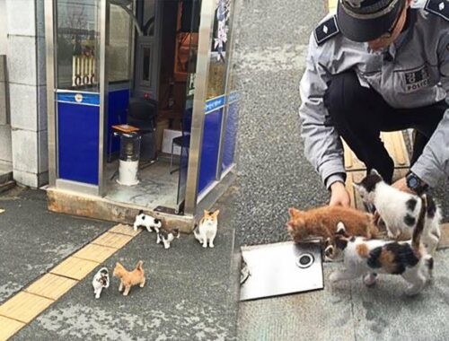Stray Cat Brings Kittens To Police Station Where She Was Fed