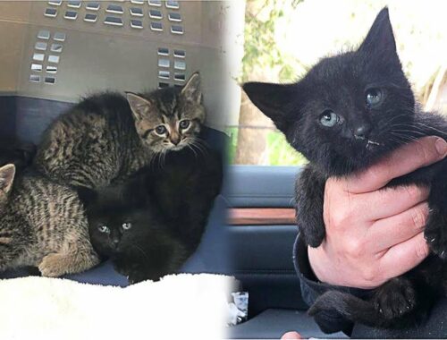 Orphaned Stray Kittens Found In a Barn Find Forever Homes