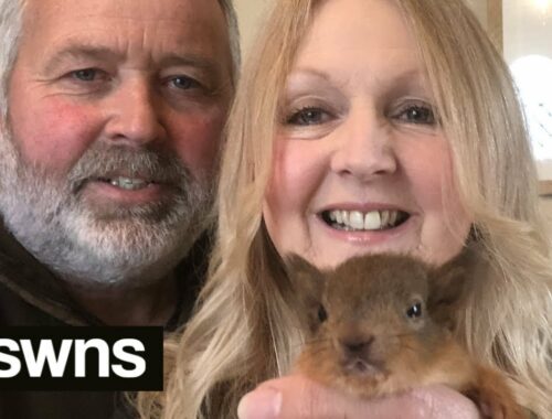 Meet the couple who foster red SQUIRREL kittens | SWNS