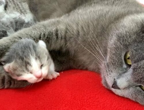 Momma cat feeds and licks her newborn kittens