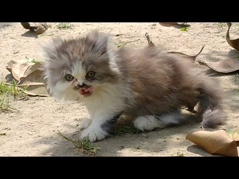 Mother Cat Holding Chicken Piece In Her Mouth And Calling Her Kittens To Eat