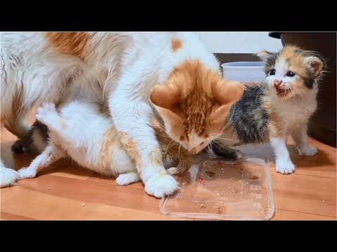 Tiny Kittens are too hungry, even when mom Cat is trying to eat!