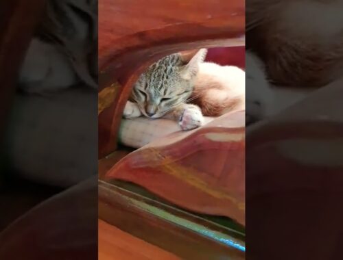 Funny kittens sleep