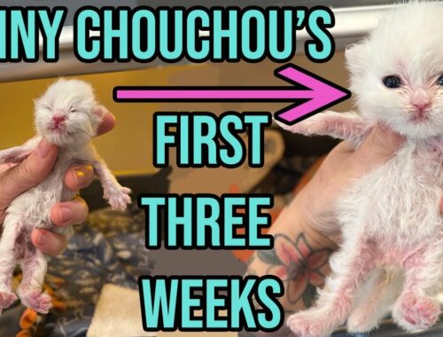 Saving the Tiniest, Fluffiest Kitten with a Cleft Palate (Chouchou's First 3 Weeks!)