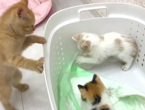 Frenzy meeting of an adopted ginger kitten with fun new kittens