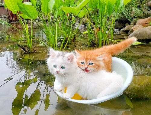 Naughty kittens falls into the water - Need Dad! help clean bath