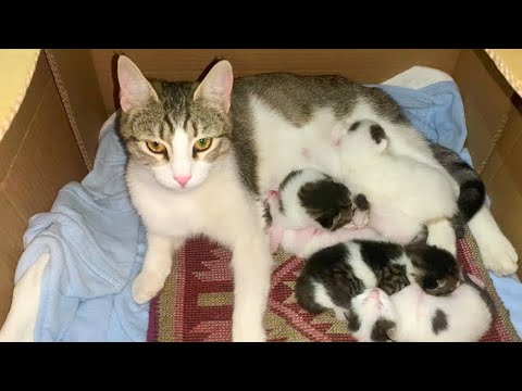 Mother cat purring talking to hungry kittens