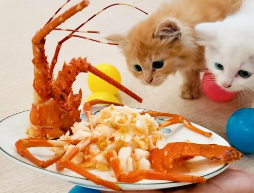 Cute kittens like to eat lobster - So yummy!!!
