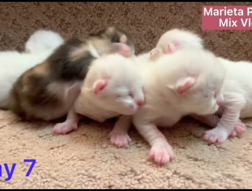 Kittens from birth to 7 days