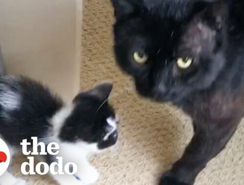 18-Pound Cat Decides To Be Dad To Teeny Kitten | The Dodo Foster Diaries