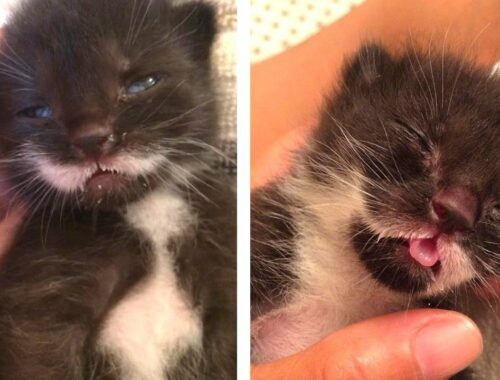 Precious Tiny Kittens Were Surrender at a shelter who were in danger of euthanasia