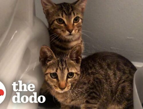 These Feral Kitten Siblings Transform Into Completely Different Cats | The Dodo Faith = Restored