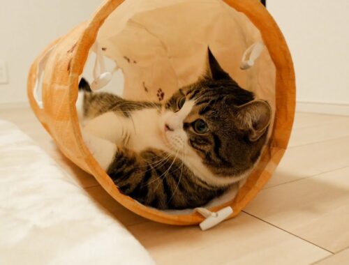 When I bought a nostalgic cat tunnel, the cat Coco became like this