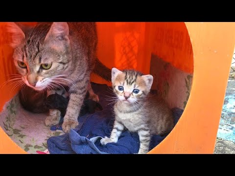 Mother cat adopting two newborn kittens without mothers