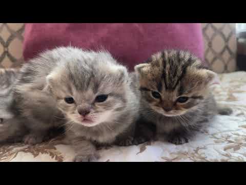 Cute Scottish Fold 2 weeks old baby kittens