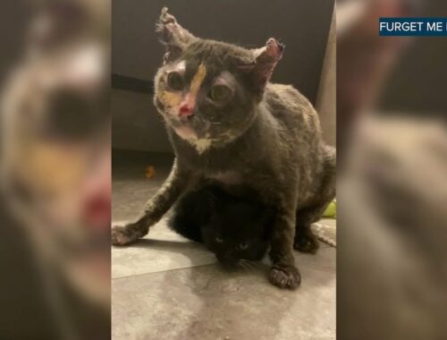 Cat runs into burning barn to save her kittens